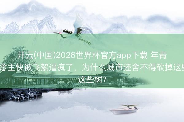 开云(中国)2026世界杯官方app下载 年青东说念主快被飞絮逼疯了，为什么城市还舍不得砍掉这些树？